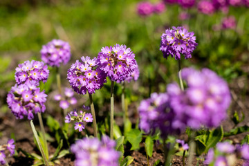 Obraz premium Primrose Primula with violet flowers. Inspirational natural floral spring or summer blooming garden or park under soft sunlight and blurred bokeh background. Colorful blooming ecology nature landscape