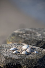 Close Up Of Sea Shells