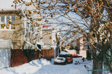 Close up of twigs of tree on blurred background of city winter yard with houses and cars. Winter urban season.