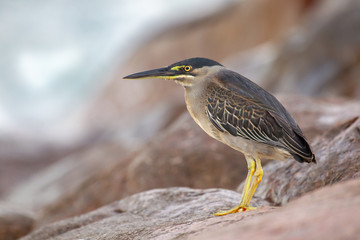 Striated Heron (Butorides striata) sitting on the rocks at the coast of Praslin, Seychelles in the Indian Ocean.