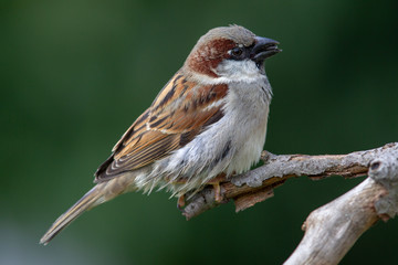 Male House Sparrow (Passer domesticus) in the garden.