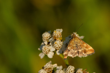 Insekten