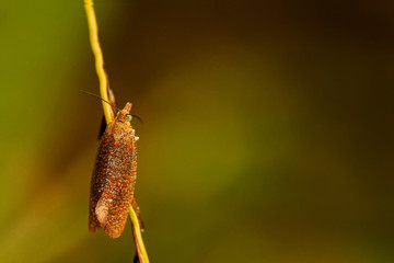 Insekten