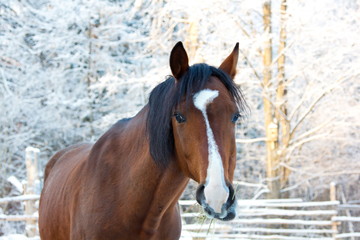 Obraz premium A horse is chewing grass against a snow covered meadow