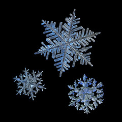 Three snowflakes isolated on black background. Macro photo of real snow crystals: elegant stellar dendrites with ornate shapes, hexagonal symmetry, glossy relief surface and complex inner details.