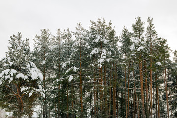Snow covered pines in winter against the sky