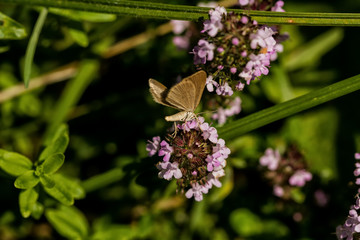 Insekten
