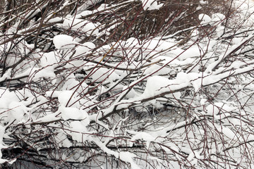 Snow covered branches of a tree in winter