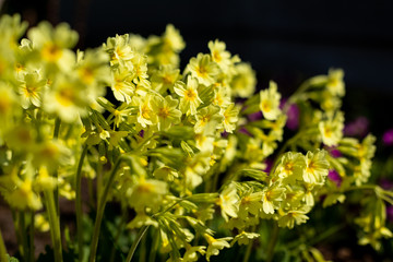 Perennial yellow primrose or primula in the spring garden.Small spring primroses in the garden flowerbed morning.Background from group of little blooming primroses.Flowers close up. Beautiful Nature