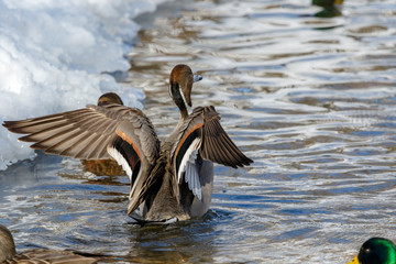 Northern Pintail (Anas acuta).
