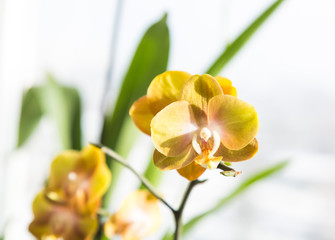 Naklejka na ściany i meble Yellow Orange Phalaenopsis or Moth dendrobium Orchid flower in winter in home window tropical garden. Floral nature background. Selective focus.
