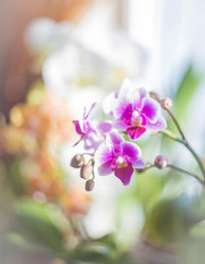Pink Phalaenopsis or Moth dendrobium Orchid flower in winter in home window tropical garden. Floral nature background. Selective focus.