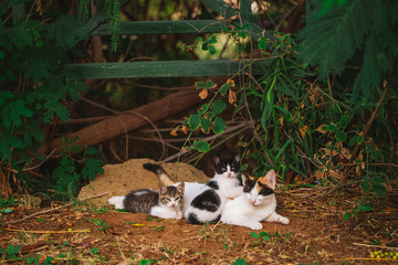Portrait of happy family of three street cats relaxing outdoor. Horizontal color photography.