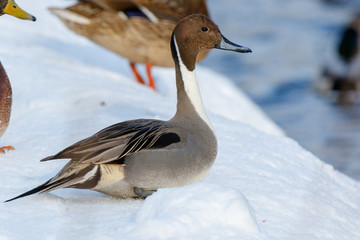 Northern Pintail (Anas acuta).