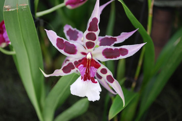 Aliceara (Beallara) Peggy Ruth Carpenter Morning Joy Orchid flower. 