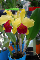 Cattleya dowiana flowers. Decorative plants for gardening and greenhouse.