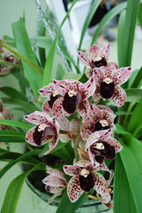 Cymbidium orchid purple flowers. Decorative plants for gardening and greenhouse.