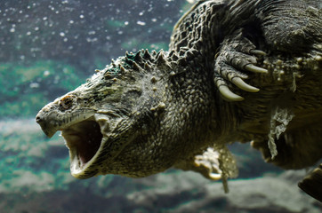 large cayman turtle with open mouth swims under water close up