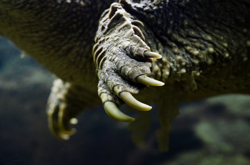 large claws on the paw of a sea turtle close up