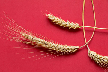 Ripe wheat on red background close-up