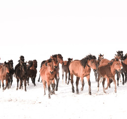 Yilki Horses