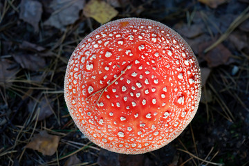 Round toadstool hat.