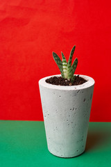 green plant in a concrete pot, creative home decoration. on red and green background