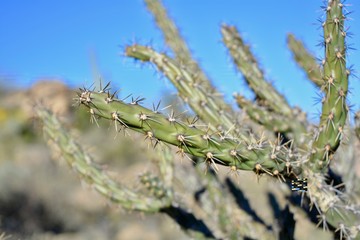 Cholla Branch Cactus Arizona Thorns Thorn Spine Spines Plant