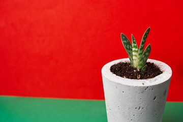 minimalist urban gardening or stylish interior background with various succulents. Selective focus
