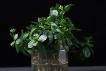 kalanchoe in cut plastic bottle with water on black background