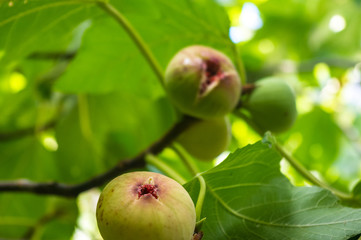 Ripe figs fruit on branches, close up