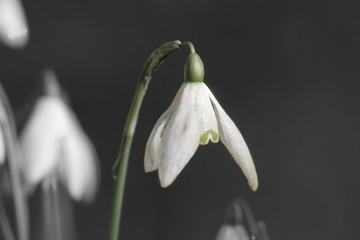 a white snowdrop closeup with a black background