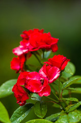 Red Rose flower. Nature. close up, selective focus