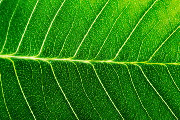 Green leaves background. Leaf texture - Image