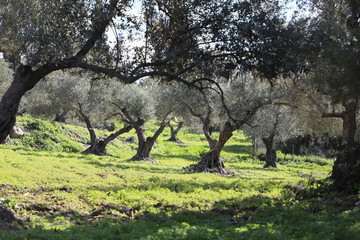 Garden of olive trees, Latrun, Israel.
