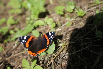 Fototapeta na wymiar Beautiful fluttering butterfly