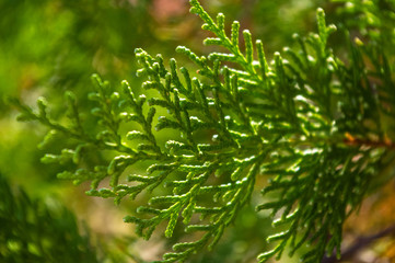 Incense cedar tree Calocedrus decurrens branch close up.