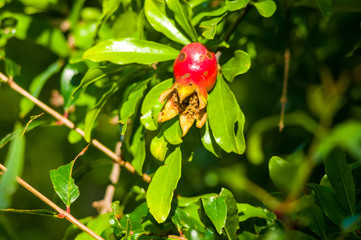 Obraz na płótnie Canvas pomegranate fruit on a branch, close up