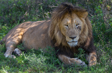 Scar