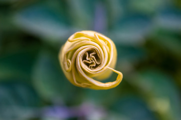 Devil's Trumpet, Datura metel, in the garden, close up.