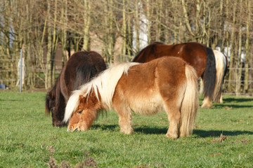 Pony grast auf der Weide