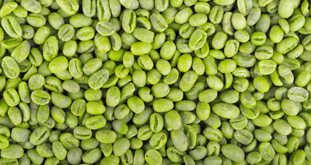Green coffee beans background. Medium green peaberry coffee beans.