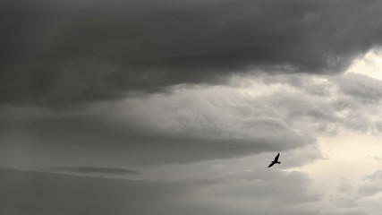 Fototapeta na wymiar Silhouette of a seagull on a stormy sky background, copy space, nature wallpaper