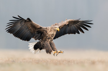 White tailed eagle (Haliaeetus albicilla) © Piotr Krzeslak
