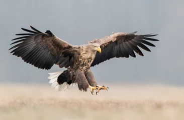 Fototapeten Adler Seeadler (Haliaeetus albicilla)  © Piotr Krzeslak