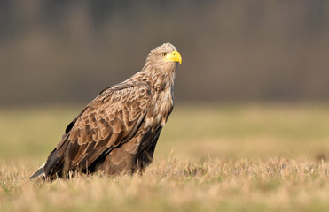 White tailed eagle (Haliaeetus albicilla)