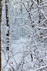 Path in a snowy forest