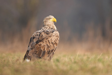 White tailed eagle (Haliaeetus albicilla)
