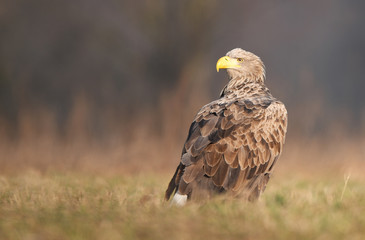 Obraz premium White tailed eagle (Haliaeetus albicilla)