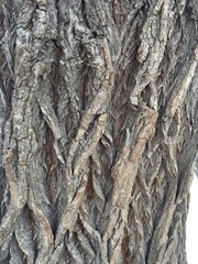 tree bark billet